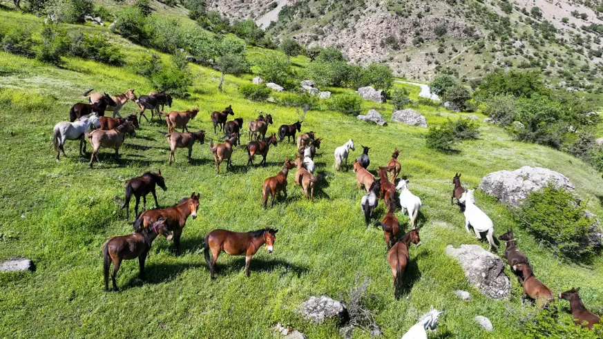 At ve katırlardan oluşan sürü