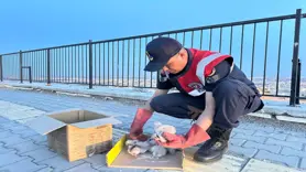 Yol kenarında bulunan kartal yavruları koruma altına alındı