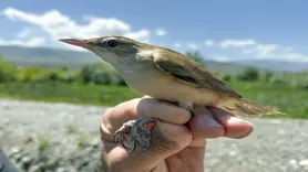 28 gram ağırlığındaki kuş 1 gramlık cihazla takip edildi