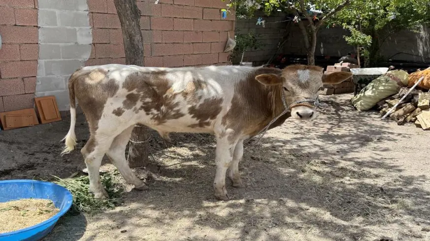 Firari buzağı 9 ay sonra sahibine teslim edildi