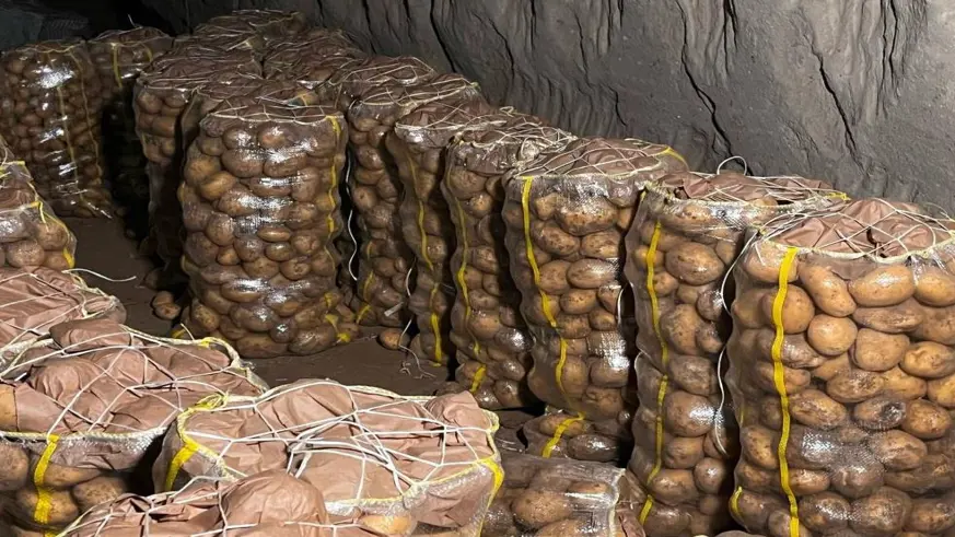 2 bin tondan fazla patates virüslü çıktı