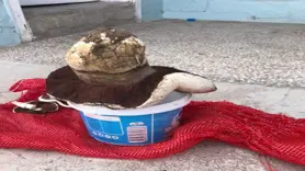 1 kiloluk mantar görenleri hayrete düşürdü