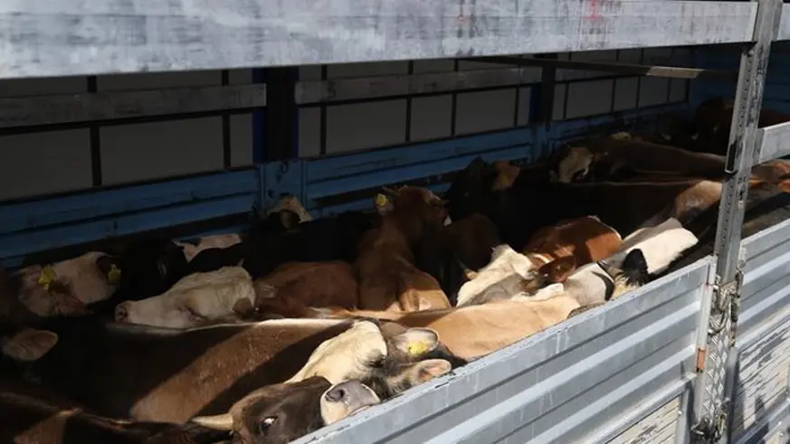 Doğu Anadolu'dan batıdaki illere kurbanlık sevkiyatı başladı