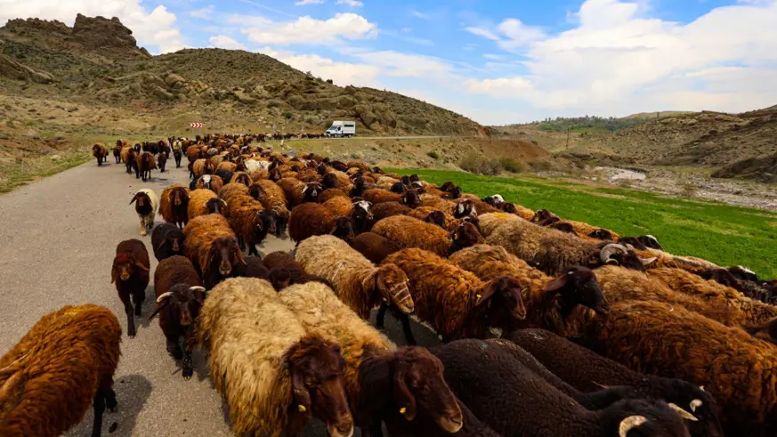 Iğdır'dan yaylalara göçerlerin 