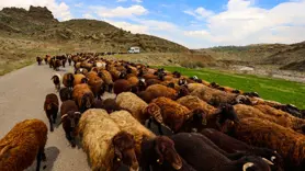Iğdır'dan yaylalara göçerlerin 