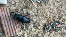 Nesli tükenme tehlikesi altında bulunan böcek türü Diyarbakır’da görüldü
