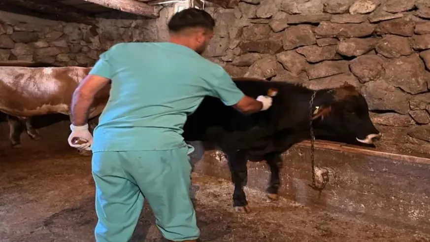 Şap hastalığına karşı aşılama çalışmaları sürüyor